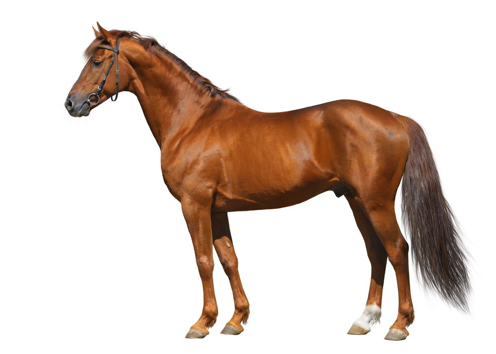 horse.jpg