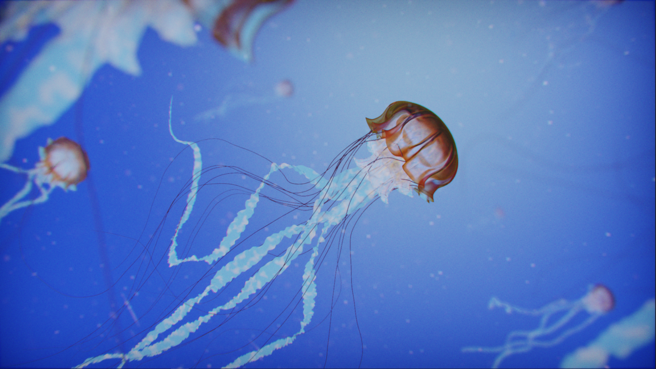 jelly-fish.png