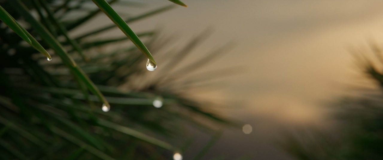 solsobe_dew-drop.jpg