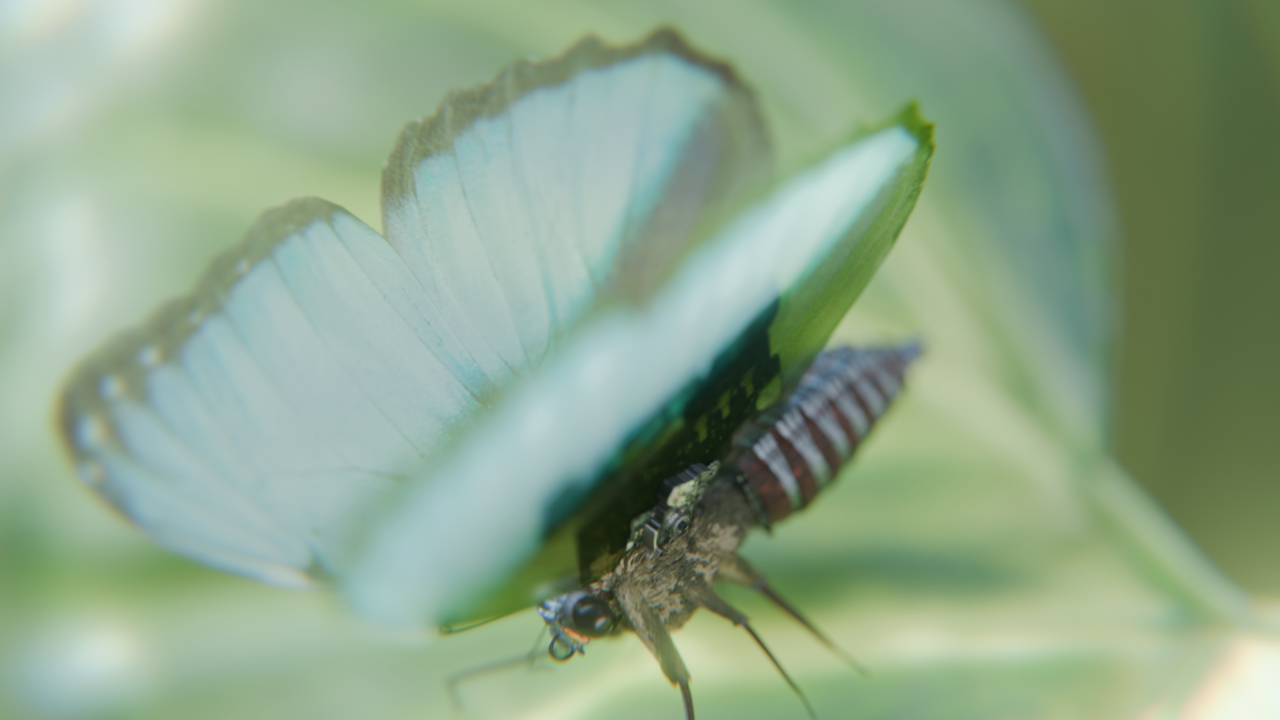 BUTTERFLY.png