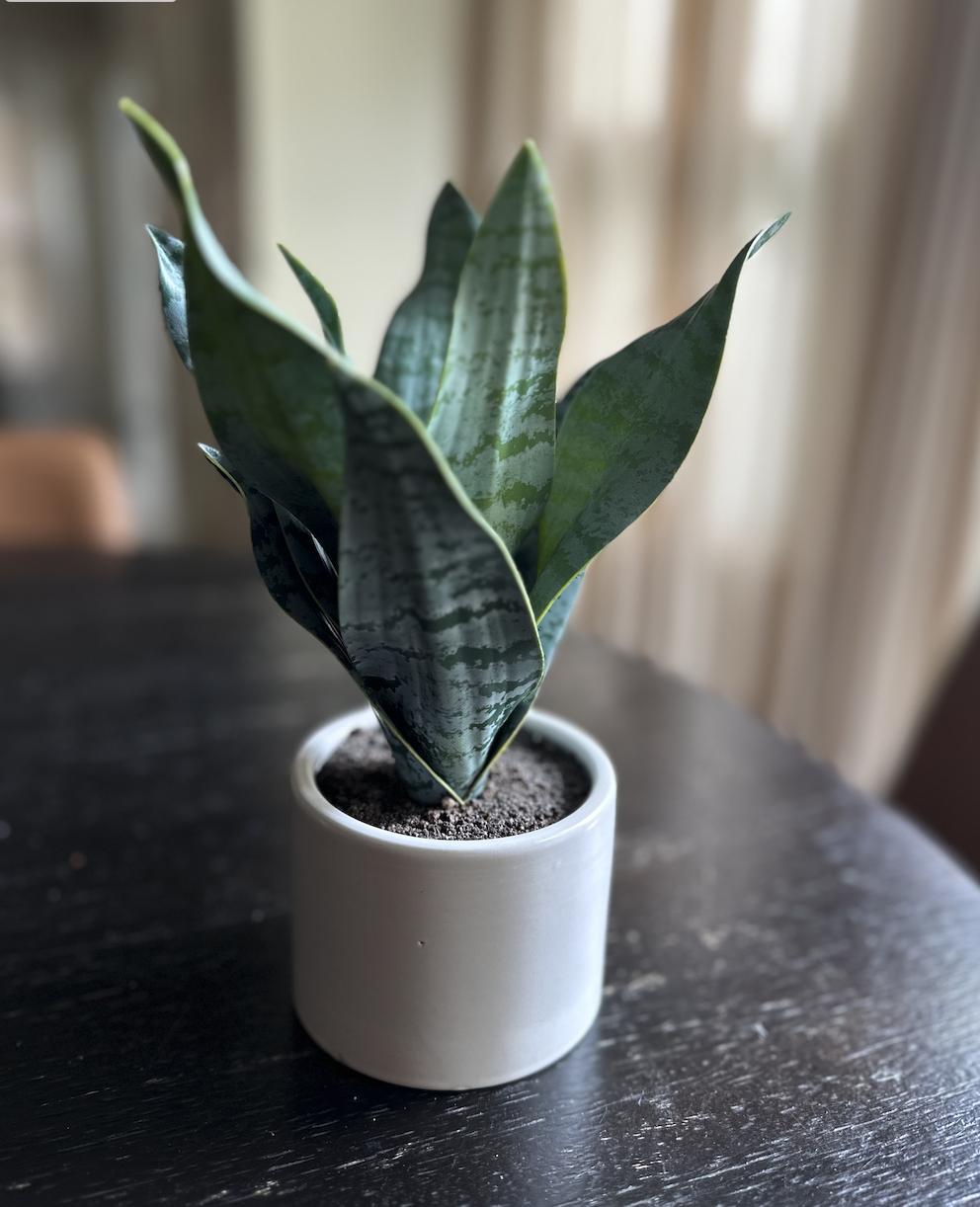 house-plant.png