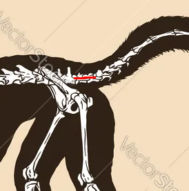RingTail.png